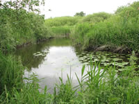 Ted Ellis Nature Reserve